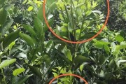 貢柑橘種植技術_如何管理才能讓柑橘長的更好