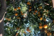東西湖柑橘種植技術(shù)_12月份武漢采摘什么好