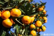 北方柑橘溫室種植技術(shù)_南方的橘子移栽北方還好吃嗎