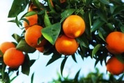 柑橘8月份種植管理技術_8月份哪里盛產橘子