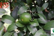 愛(ài)莎柑橘苗哪里最正品_愛(ài)莎橘子樹抗寒如何