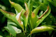 柑橘4至6月病蟲害預防_柑桔栽種過程中有哪些病蟲害