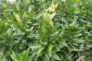 七月柑橘病蟲(chóng)害防治方案_5月柑橘打什么藥