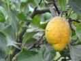 甘平柑橘每畝產量多少斤呢（甘平柑橘苗）