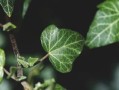 柑橘根系發達奧秘解析：科學栽培技術助力果樹茁壯成長