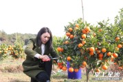 湖南岳陽柑橘種植技術(shù)_湖南氣候適宜種什么水果