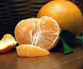 由良蜜桔幾月成熟（由良蜜桔的介紹）