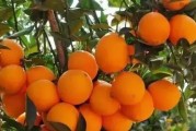 信豐柑橘種植技術(shù)和管理_感覺贛南臍橙魅力很大
