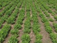 陳皮柑種植技術管理方法ppt（陳皮栽培技術）
