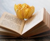 柑橘跗線螨危害癥狀（柑橘跗線螨危害癥狀有哪些）