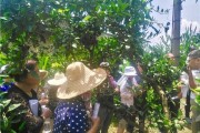 柑橘科學種植技術培訓_柑橘的種植距離要多遠才行