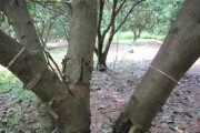 怎樣修剪柑橘的枝_柑橘帶帽修剪和重度短截區(qū)別