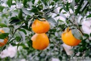 柑橘種植技術及特征_柑橘皇后之稱的愛媛28號有哪些優缺點