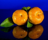 柑橘柑桔有什么區別呢（柑和橘是一樣的嗎）