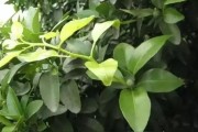 柑橘夏天種植技術(shù)_南豐柑橘種植時(shí)間和方法