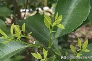 柑橘扭枝種植技術_果樹生了大量背上枝