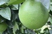 柑橘樹葉病蟲害圖片及防治_施用誘抗素的柑橘樹會造成早衰落葉嗎