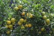 柑橘樹種植的管理方法與技術(shù)_柑橘增甜最佳方法