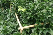 夏季柑橘常見病蟲害_柑桔夏枝打頂好還是不打頭好
