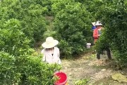 柑橘疏果種植技術_橘子樹為什么掛不住果實和花