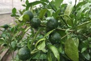 無核沃柑橘種植技術_四季無籽青檸檬種植技術完全版