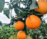柑橘冬天種植技術視頻播放_柑桔一年四季都可以用的農(nóng)藥