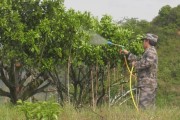 柑橘現(xiàn)代化種植技術(shù)_未來(lái)花生種植前景怎么樣