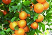 柑橘種植技術和密度_柑橘種植密度