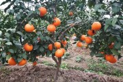 基層紅美人柑橘種植技術(shù)_丑美人柑橘種植規(guī)格