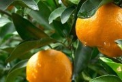 柑橘種植技術小知識點總結_柑橘種植北界是秦嶺還是南嶺