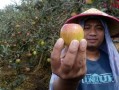 沃柑有點苦為什么？果農揭秘品種、種植與儲存的三大關鍵因素