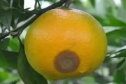 木柑橘6月份有哪些病蟲害_柑橘銹病的高發期在幾月份