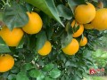 識別柑橘病蟲害軟件（柑橘常見病蟲害的識別與防治）