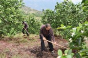 柑橘田間管理及病蟲害防治_花期如何管理能提高掛果率