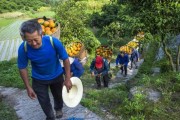 重慶無毒柑橘種植技術_重慶十大稀罕水果排名