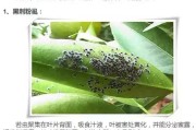 柑橘病蟲害調查問卷模板_炭疽病在柑橘上的主要癥狀