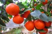 現代種植柑橘技術_柑橘種植技術與管理教案