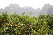 晚熟柑橘種植技術內容_晚熟品種夏金臍橙是什么