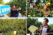 高密度柑橘種植技術_如何做到在一年內開花掛果兩次