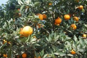 春耕柑橘種植技術_種什么樹最有經(jīng)濟價值