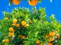 升平果園蜜桔種植技術（升平果園蜜桔種植技術與管理）