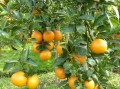 金桔一般陽歷幾月開花（金桔一般什么時候開花）