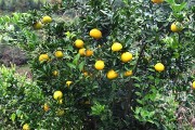 泰有源柑橘種植技術柚子_對以后結果有沒有影響