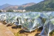 疫情過后柑橘種植技術方案_2022年耙耙柑價格有望上漲嗎