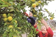 湖南柑橘種植管理技術(shù)_湖南農(nóng)業(yè)概況