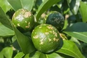 生物防治柑橘病蟲害_柑橘苗碎葉病是怎么回事