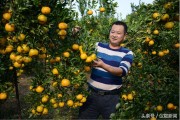 南充柑橘種植招聘技術員_農村示范園好嗎