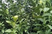 柑橘修剪后病蟲害防治_為什么種植柑橘大苗要鏟斷大根
