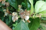 柑橘病蟲害防治技術薊馬_阿維甲氰治哪些蟲