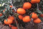 修剪柑橘樹技術視頻：手把手教你春季修剪要點與 *** 作示范
